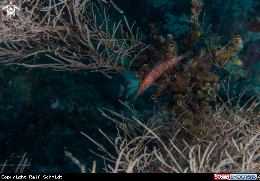 A Baa Atoll