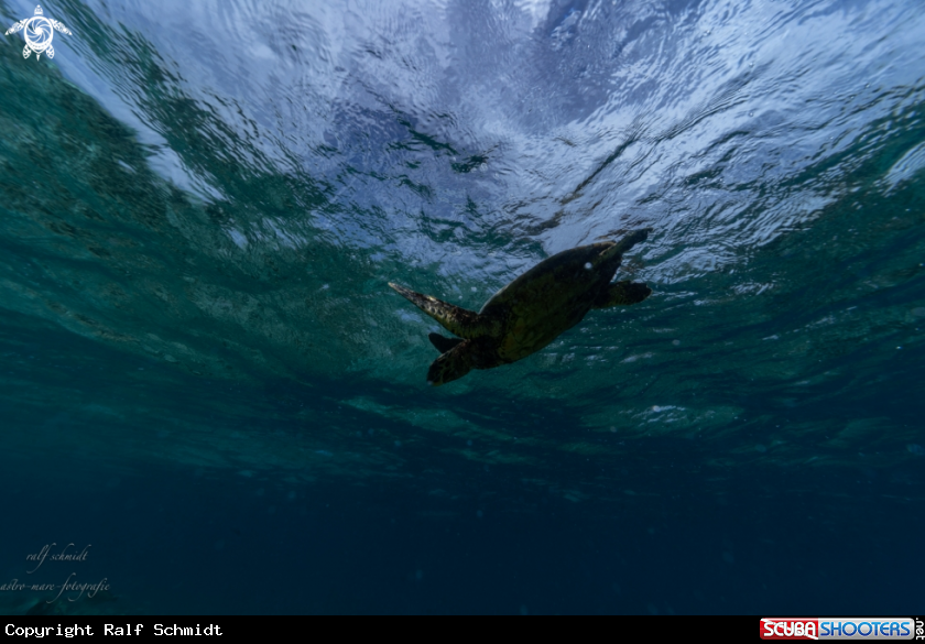 A Baa Atoll