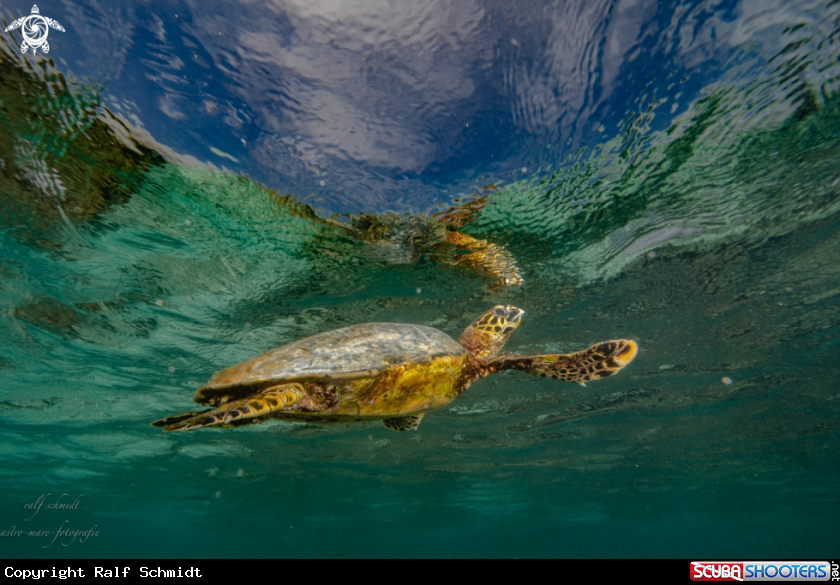 A Baa Atoll