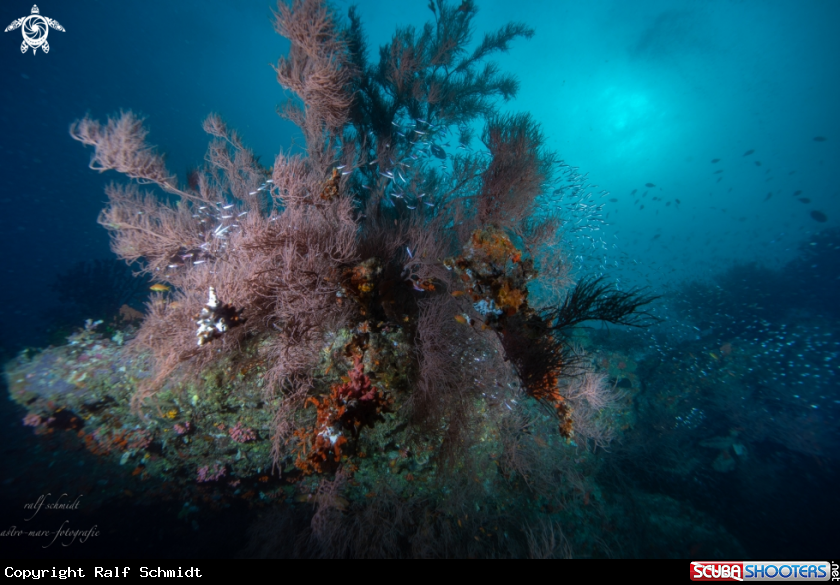 A Baa Atoll
