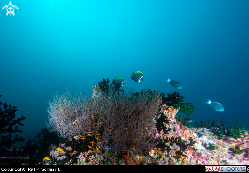 A Baa Atoll