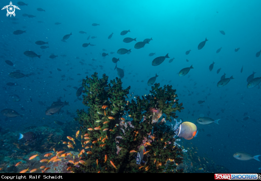 A Baa Atoll