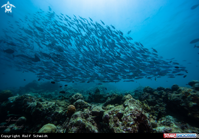 A Baa Atoll