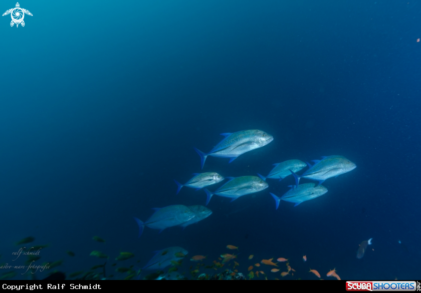 A Baa Atoll