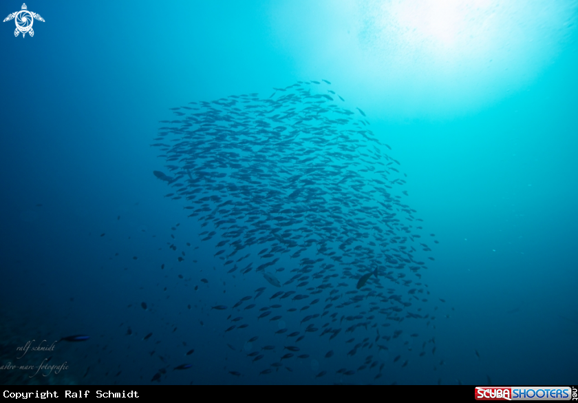 A Baa Atoll