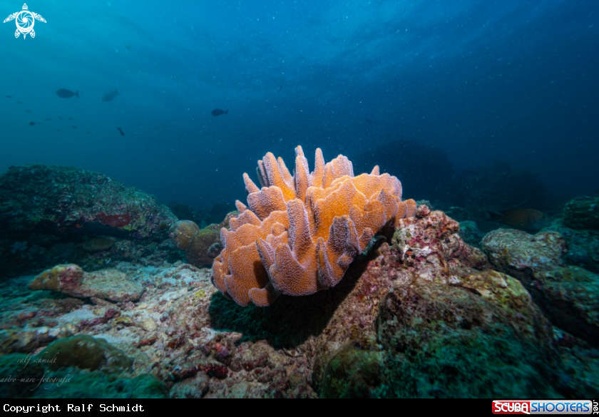 A Baa Atoll
