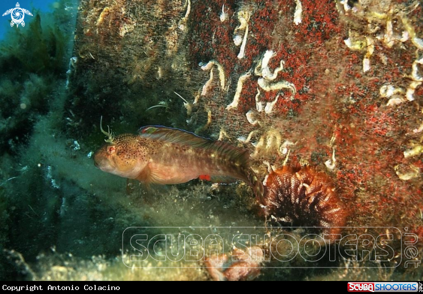 A Blennide