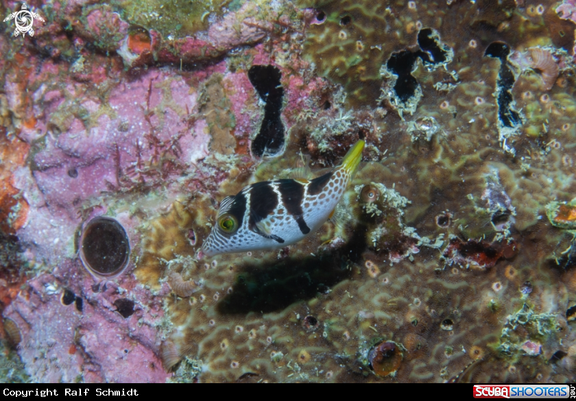 A Baa Atoll