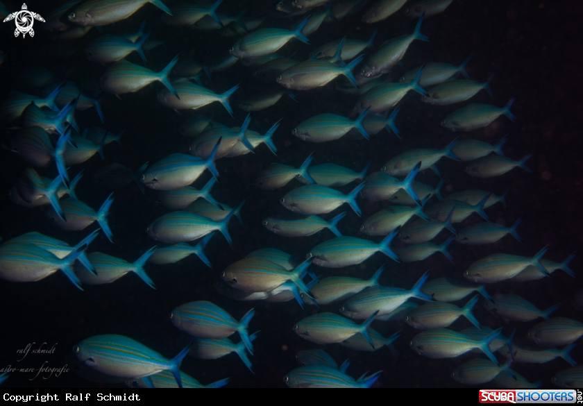 A Baa Atoll
