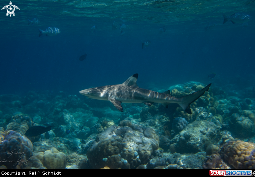 A Baa Atoll