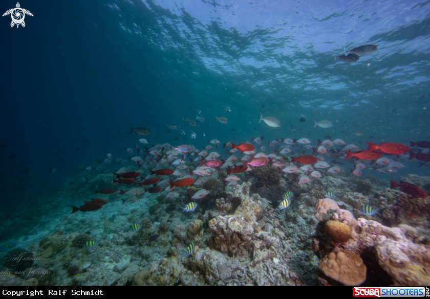 A Baa Atoll
