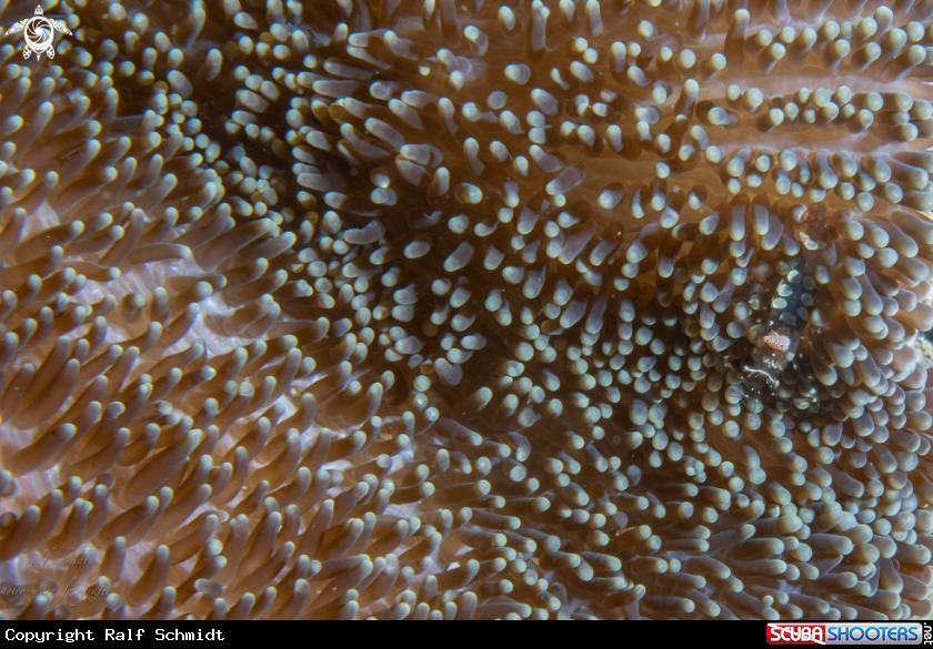 A Baa Atoll