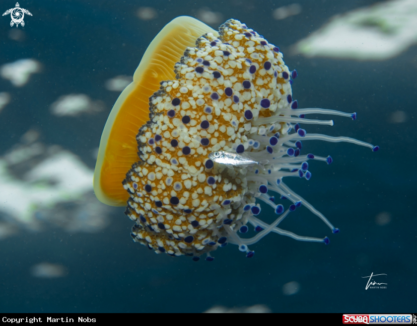 A Fried egg Jellyfish