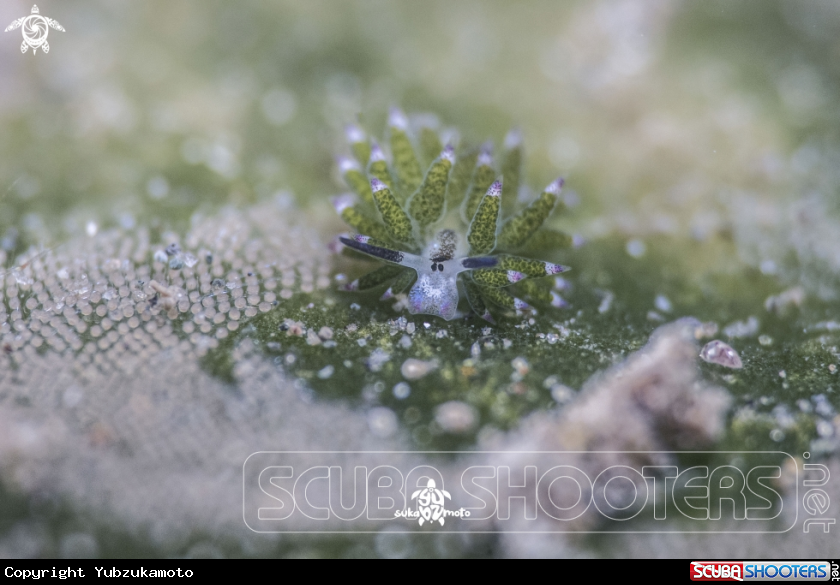 A Shaun The Sheep Nudibranch