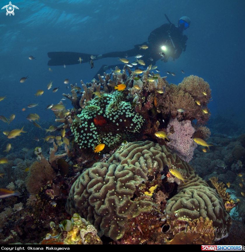 A Raja Ampat
