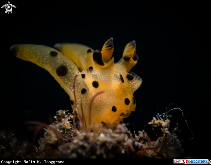 A Nudibranch