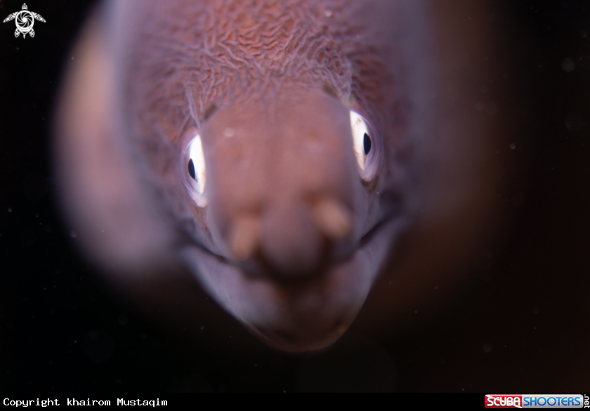 A White-eyed moray eel