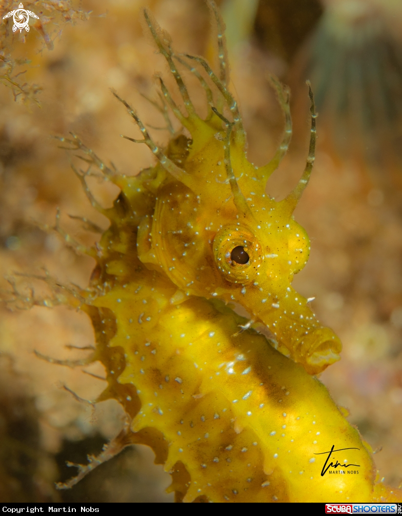 A Seahorse