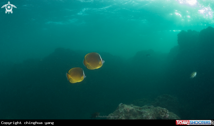 A butterfly fish