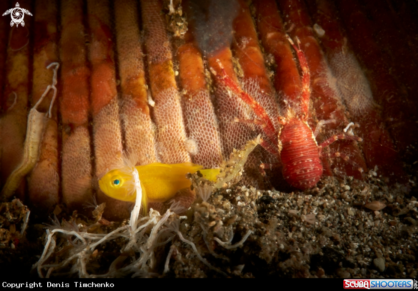 A GOBY