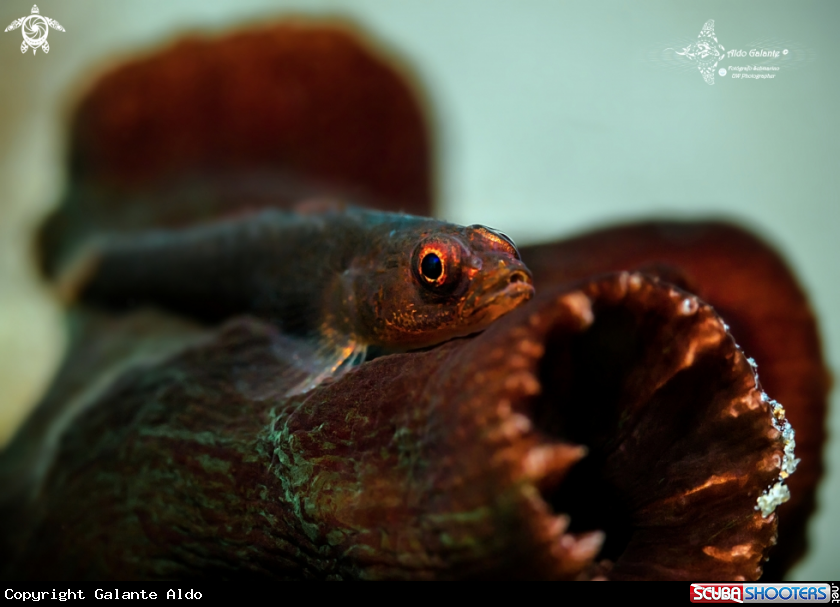 A Whip Coral Goby (3 cm.)
