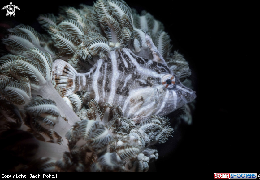 A Filefish