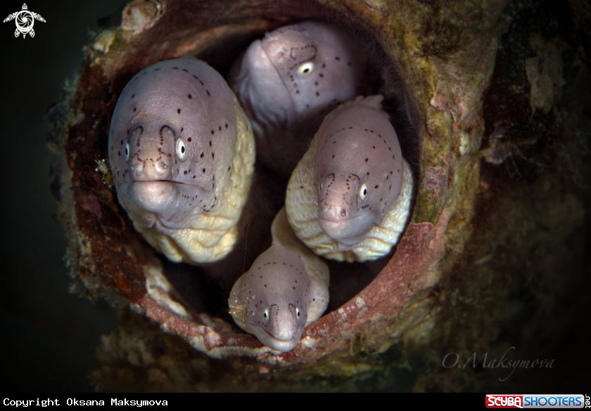 A Geometric moray (Gymnothorax griseus) 