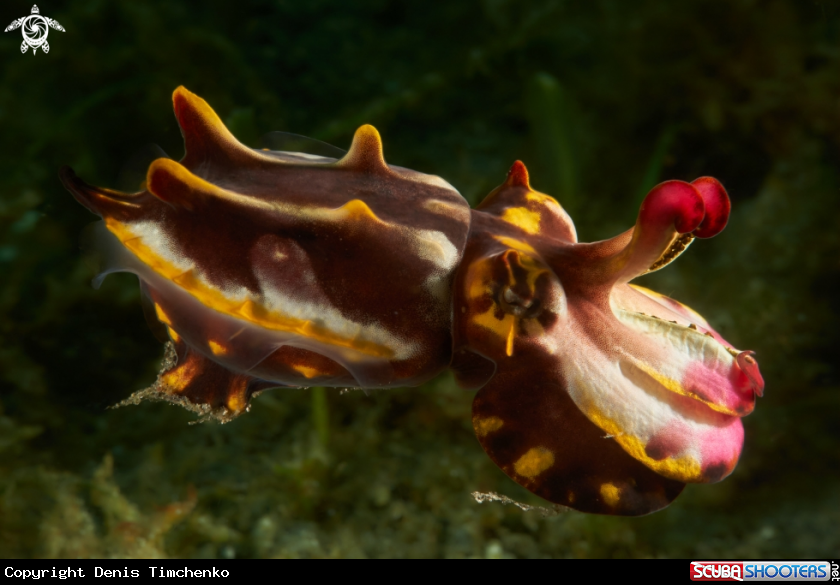 A CUTTLEFISH
