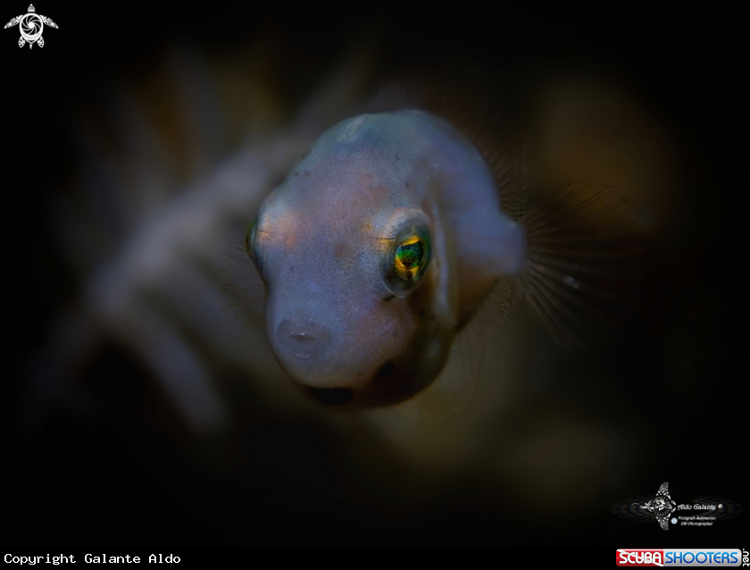 A Taylor's Pygmy Leatherjacket