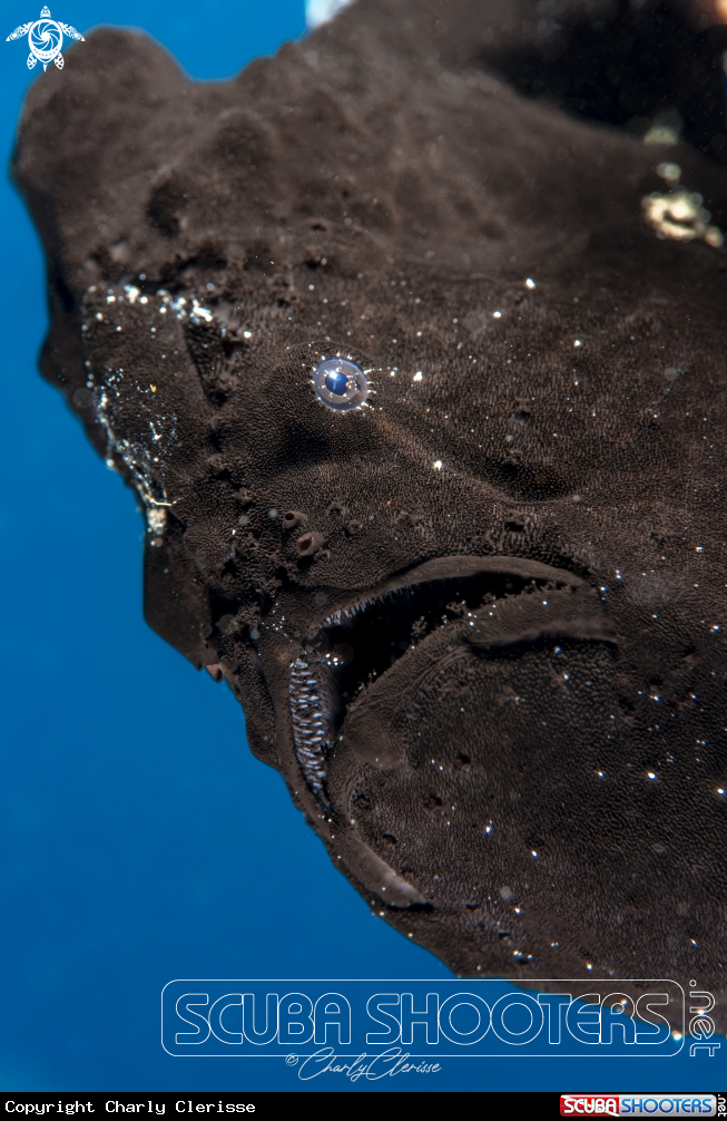A Giant Frogfish