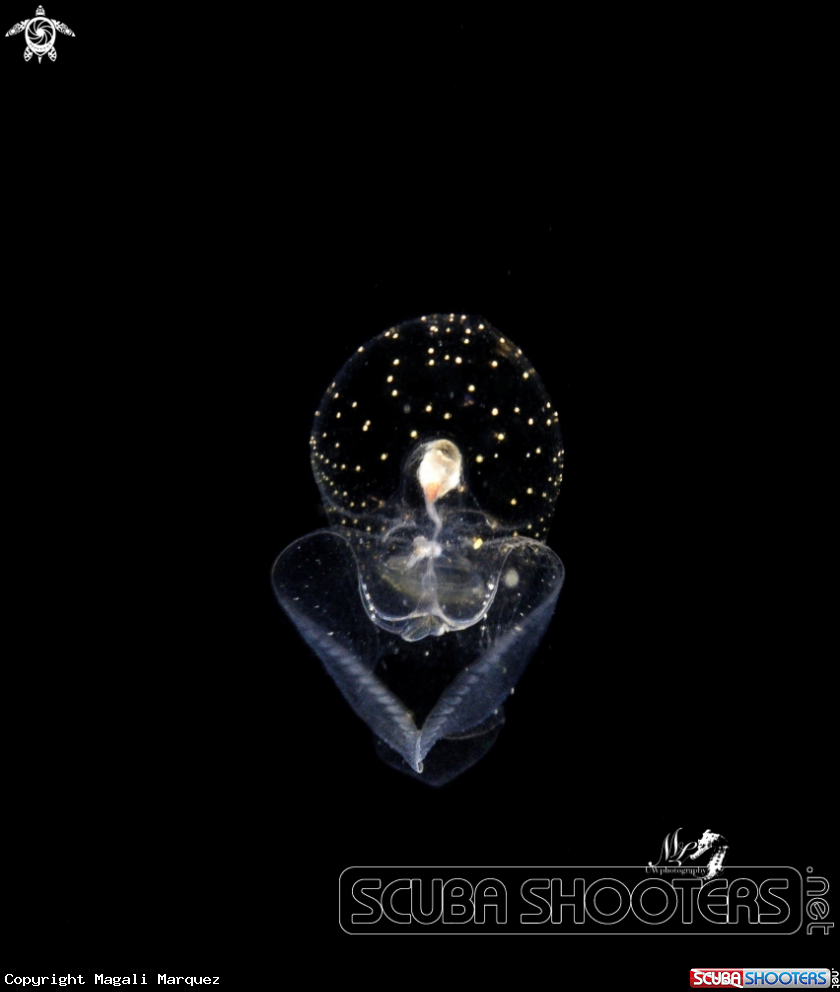 A Sea butterfly 