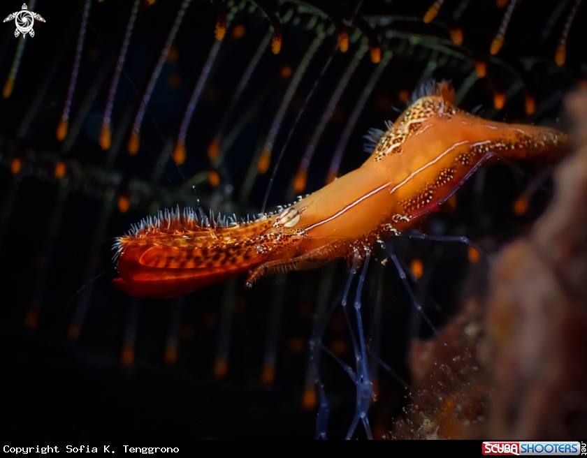 A Donald Duck Shrimp