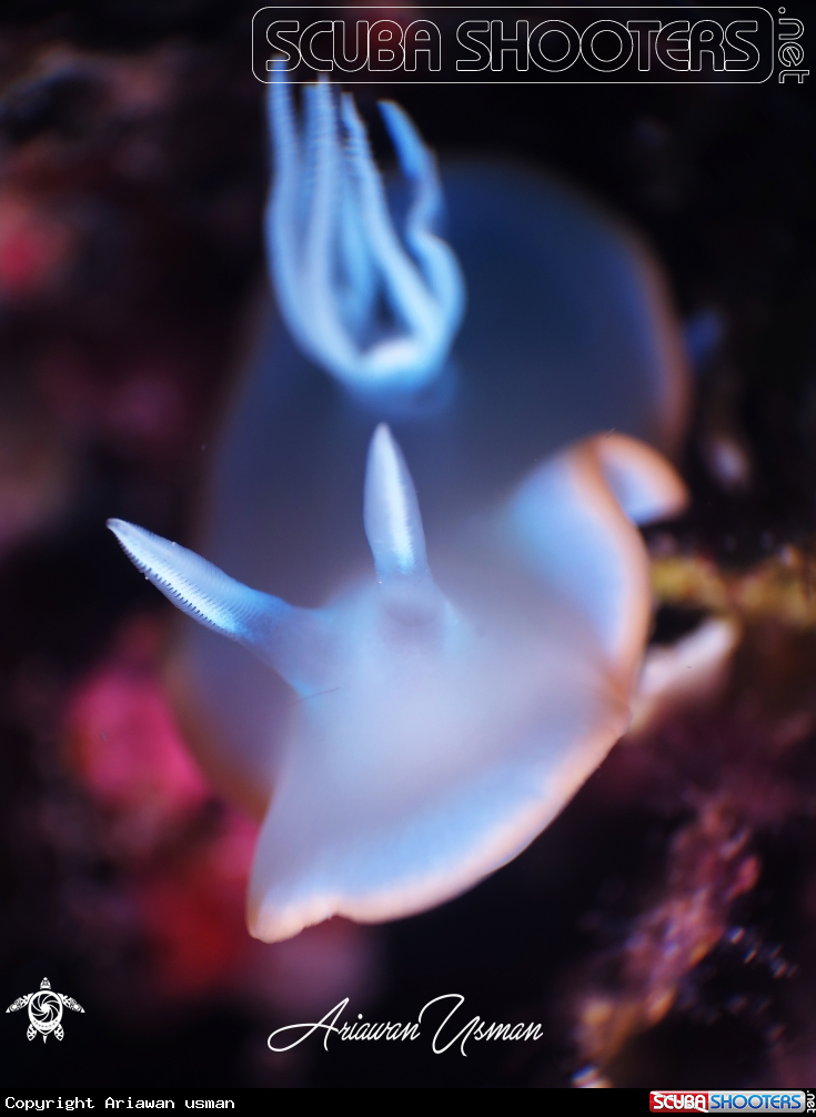 A Glossodoris pallida