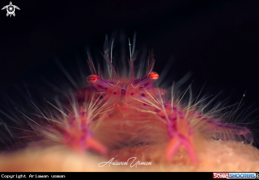 A pink hairy squat lobster