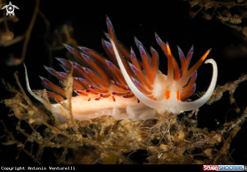 A Pilgrim Hervia nudibranch