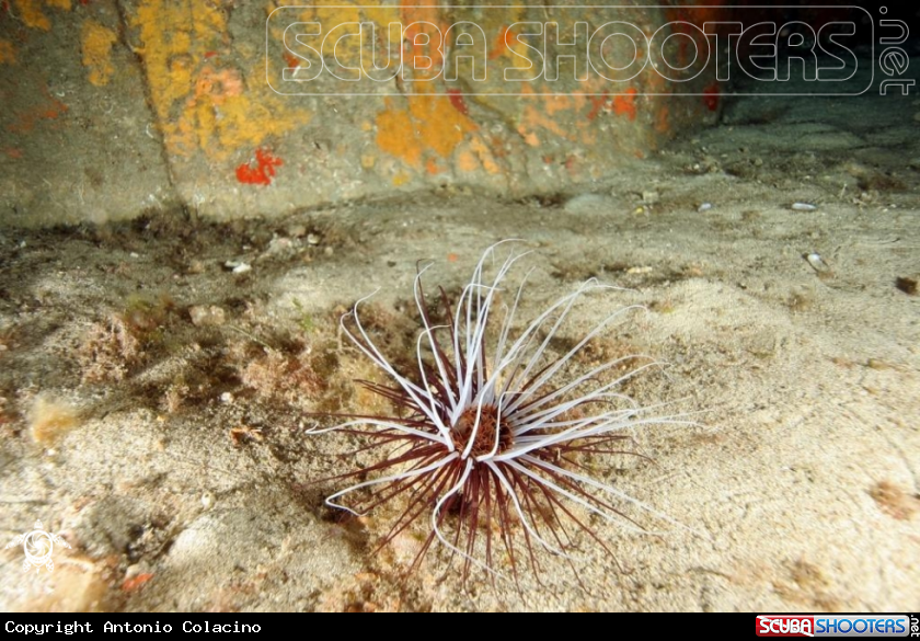 A Cerianto membranaceo
