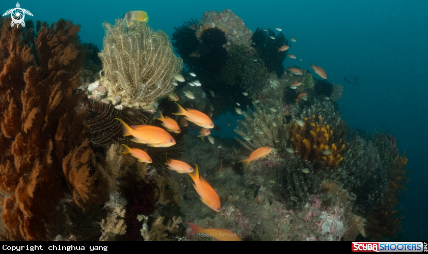 A coral and sponge