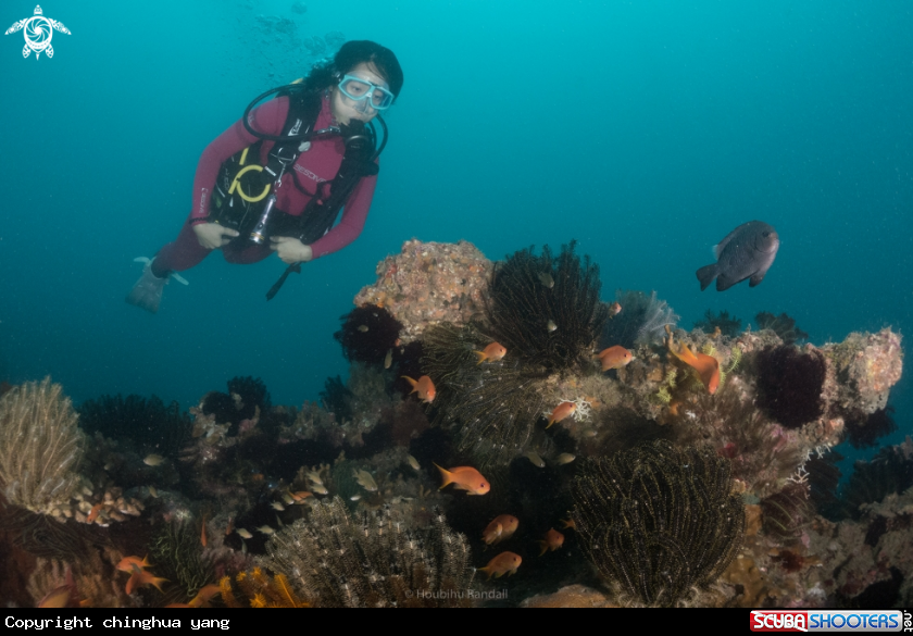 A coral and sponge
