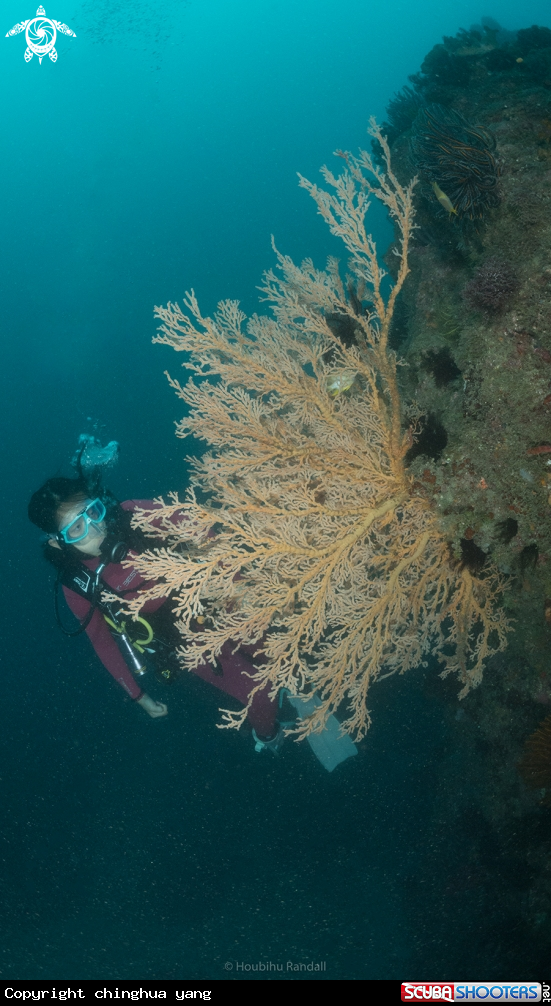 A coral and sponge