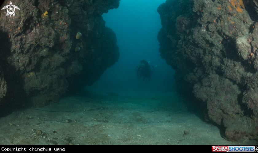 A coral and sponge