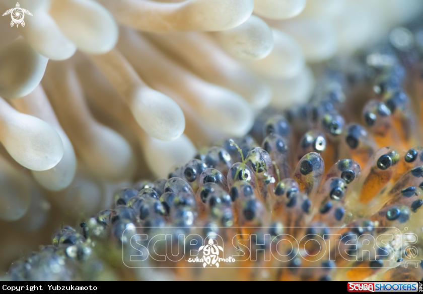 A Clown Fish Eggs