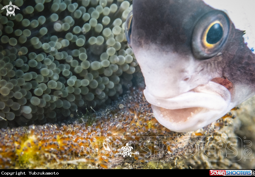 A Clown Fish