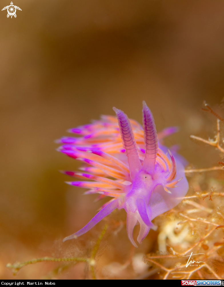 A Flabellina affinis