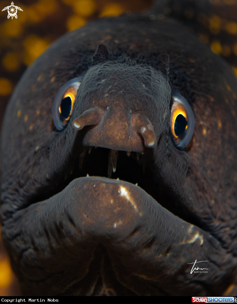 A Mediterranean Moray eel