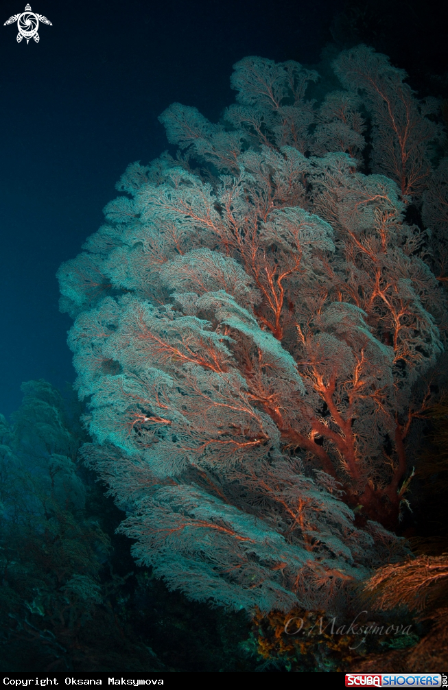 A White Sea Fan Coral On The Reef 