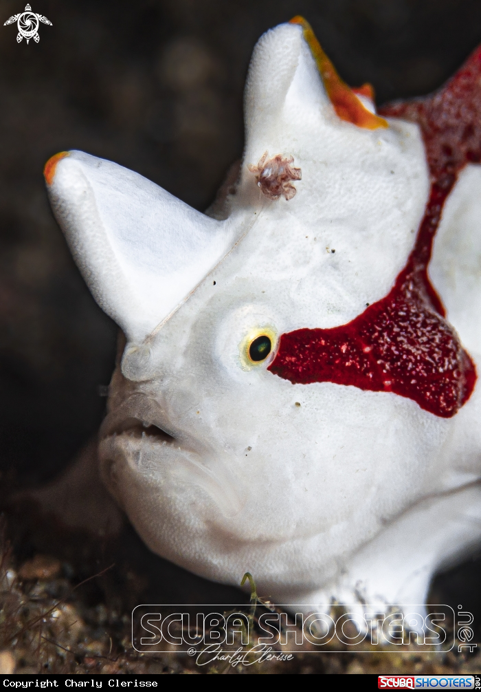 A Warty Frogfish