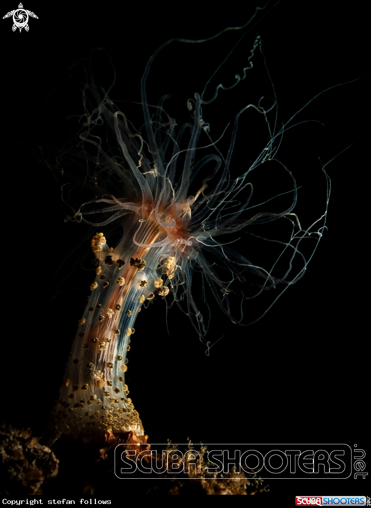 A Tuberculate Night Anemone