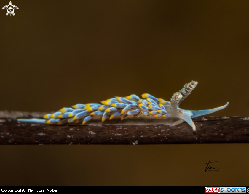 A Berghia coerulescens