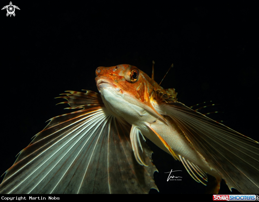 A Flying Gurnard