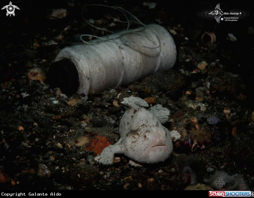 A Frogfish